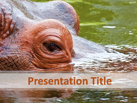 Hippo PowerPoint Template