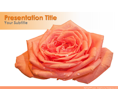 Drops on Rose PowerPoint Template