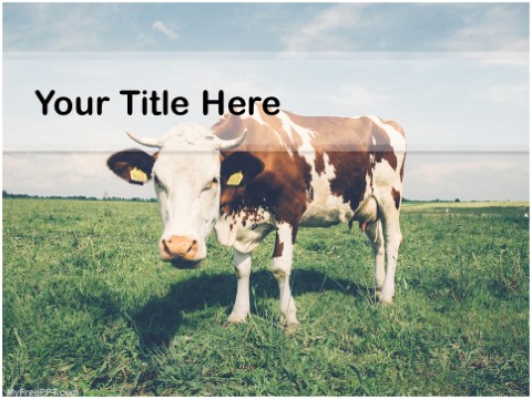 Free Cow PPT Template 
