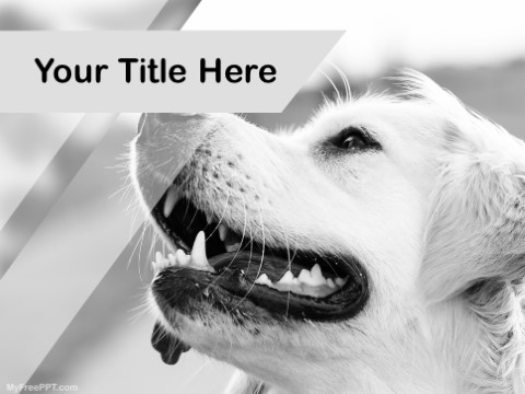 Free Pet Photography PPT Template 
