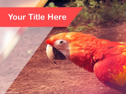 Free Scarlet Macaw PPT Template 