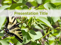 Free Butterfly PowerPoint Template - Download Free PowerPoint PPT