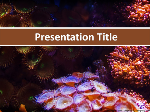 Coral PowerPoint Template