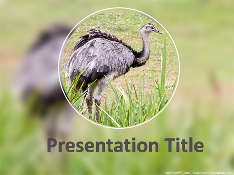 Ostrich Bird PowerPoint Template