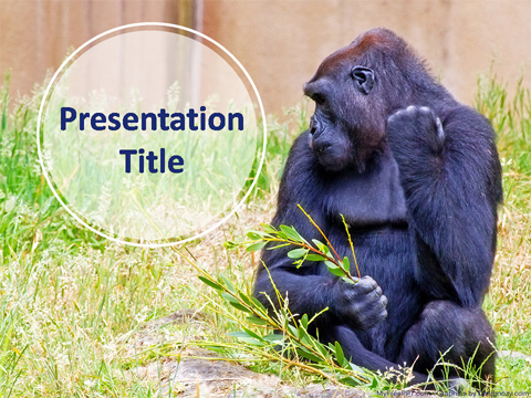 Zoo Gorilla PowerPoint Template
