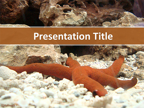 Aquarium Starfish PowerPoint Template