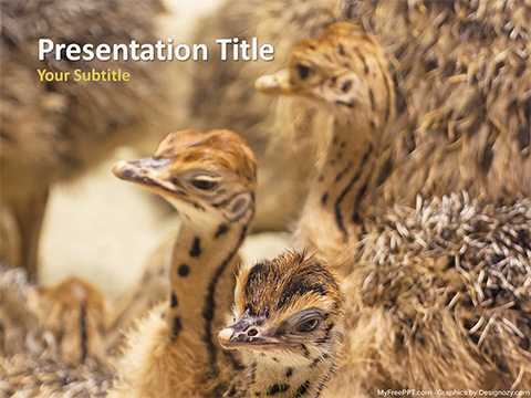 Ostrich Babies PowerPoint Template