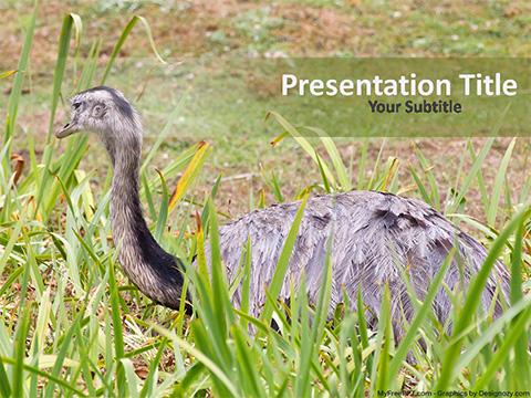 Ostrich PowerPoint Template